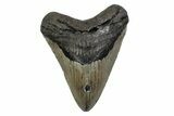 Fossil Megalodon Tooth - North Carolina #379227-1